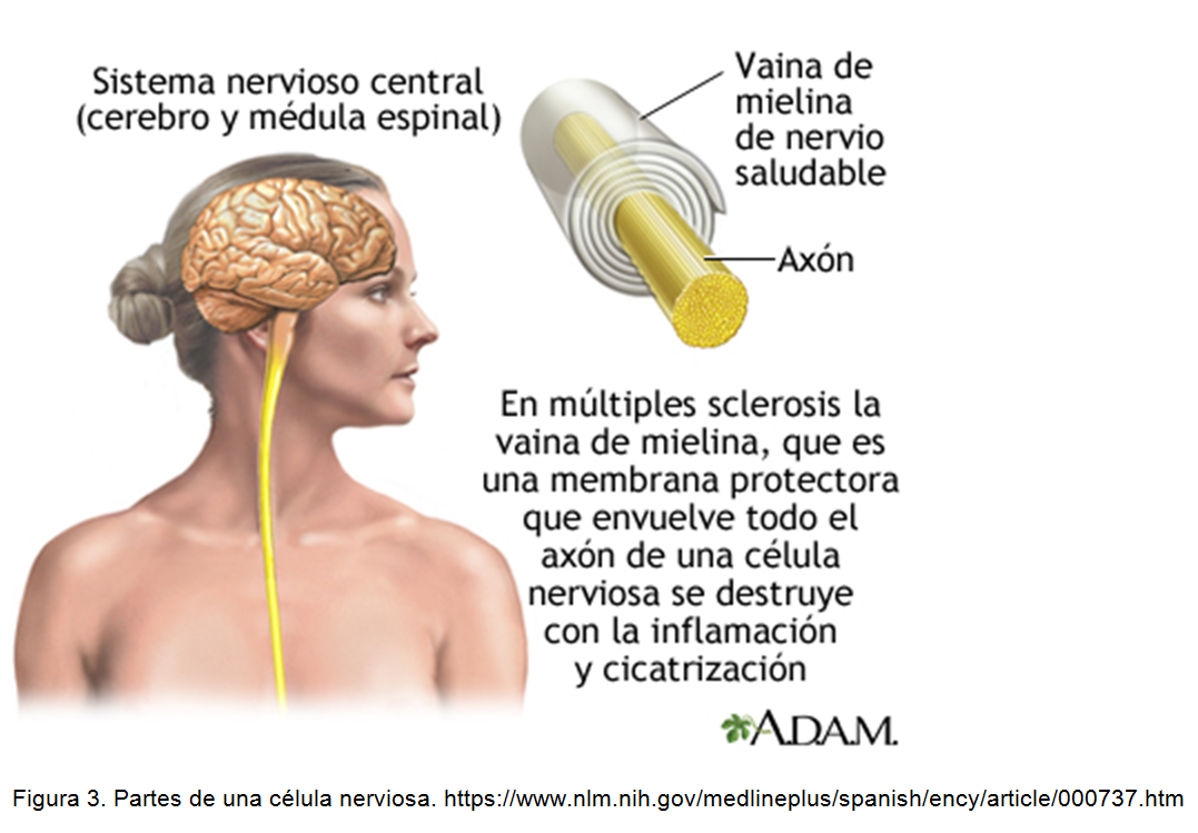 figura 3 simvastatina