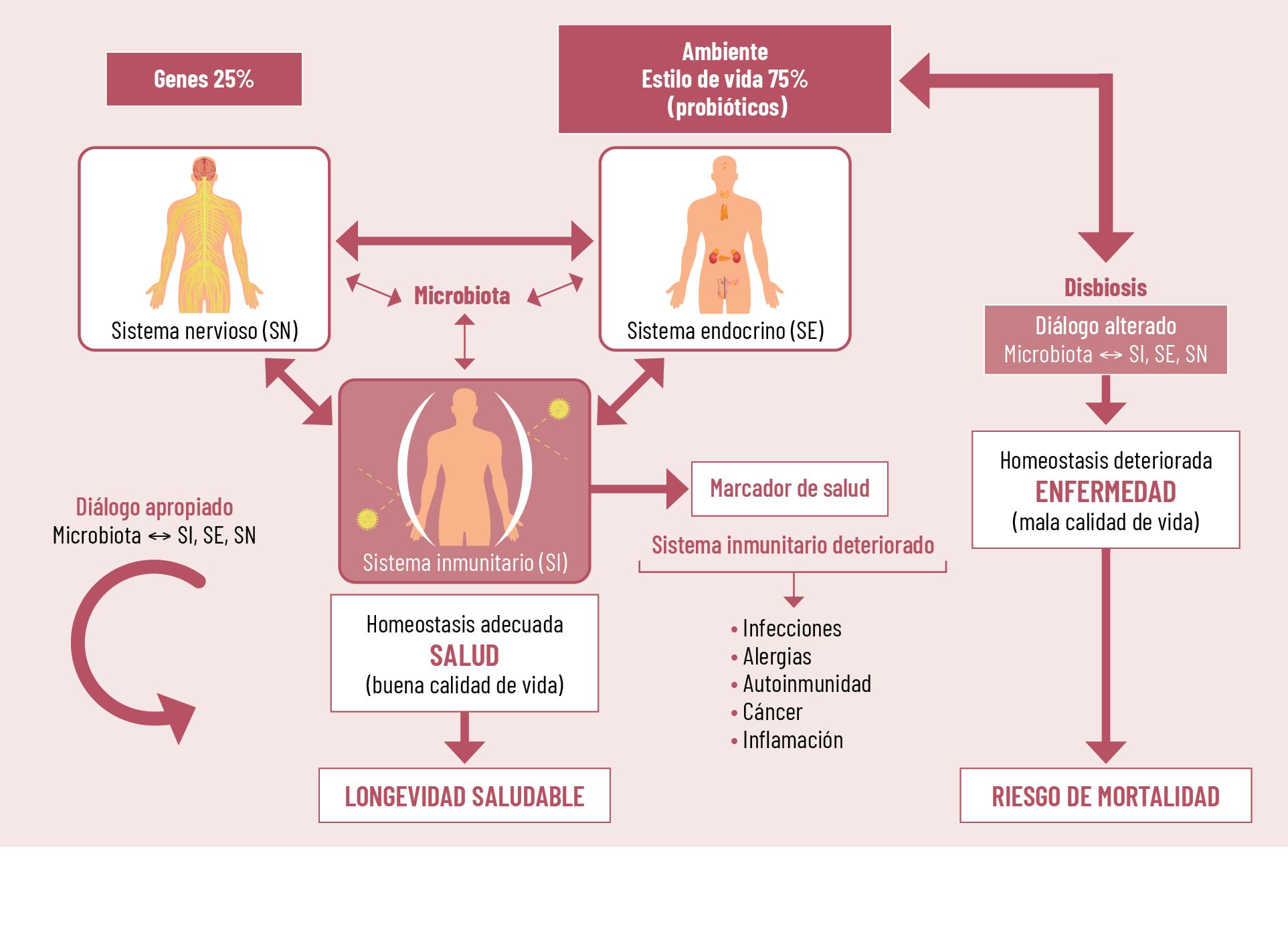 47 EF 606 TENDENCIAS te interesa microbiota intestinal figura 1