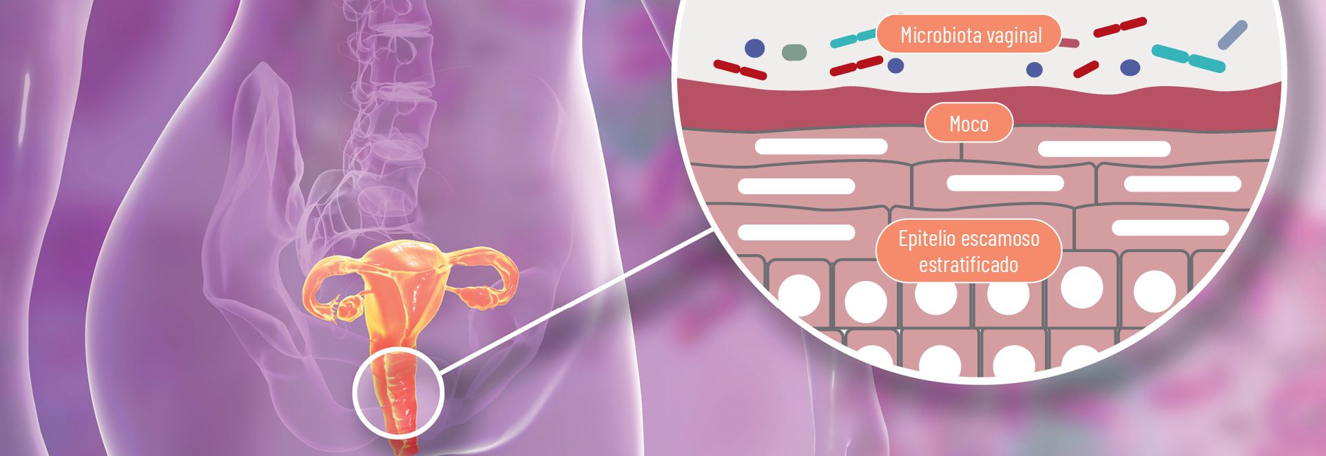 18 EF 609 TENDENCIAS te interesa flora intestinal fig 2