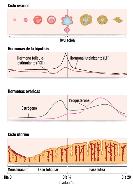 27 EF 611 TENDENCIAS te interesa bragas figura1 27 EF 611 TENDENCIAS te interesa bragas figura1