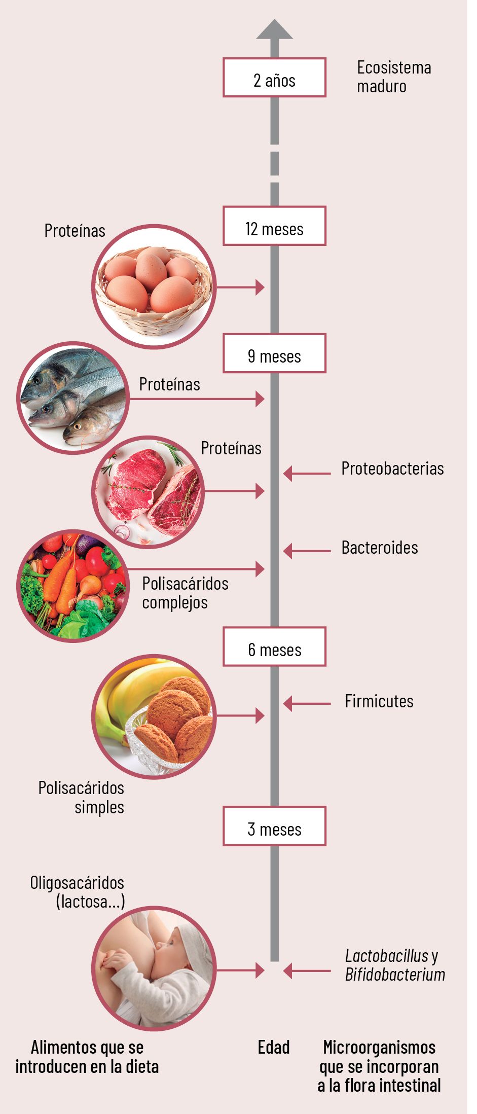 Microbiota saludable con Probactis