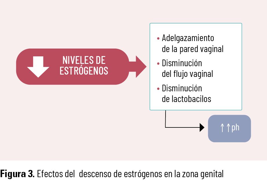 18 EF 621 TE INTERESA Menopausia fig 03