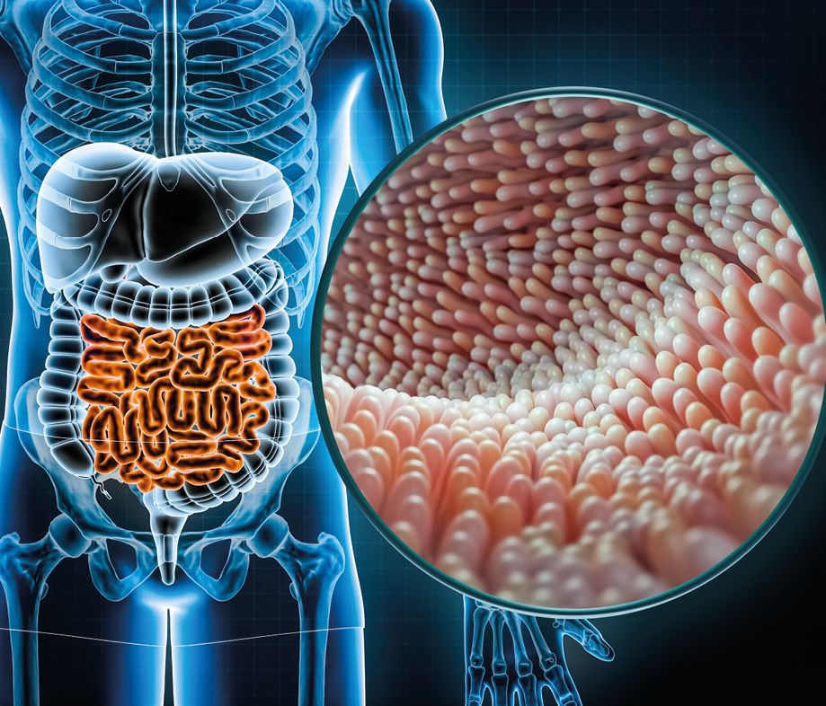 12 EF 622 TE INTERESA Probioticos 02