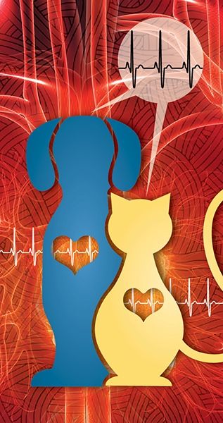 La insuficiencia cardiaca crónica en veterinaria