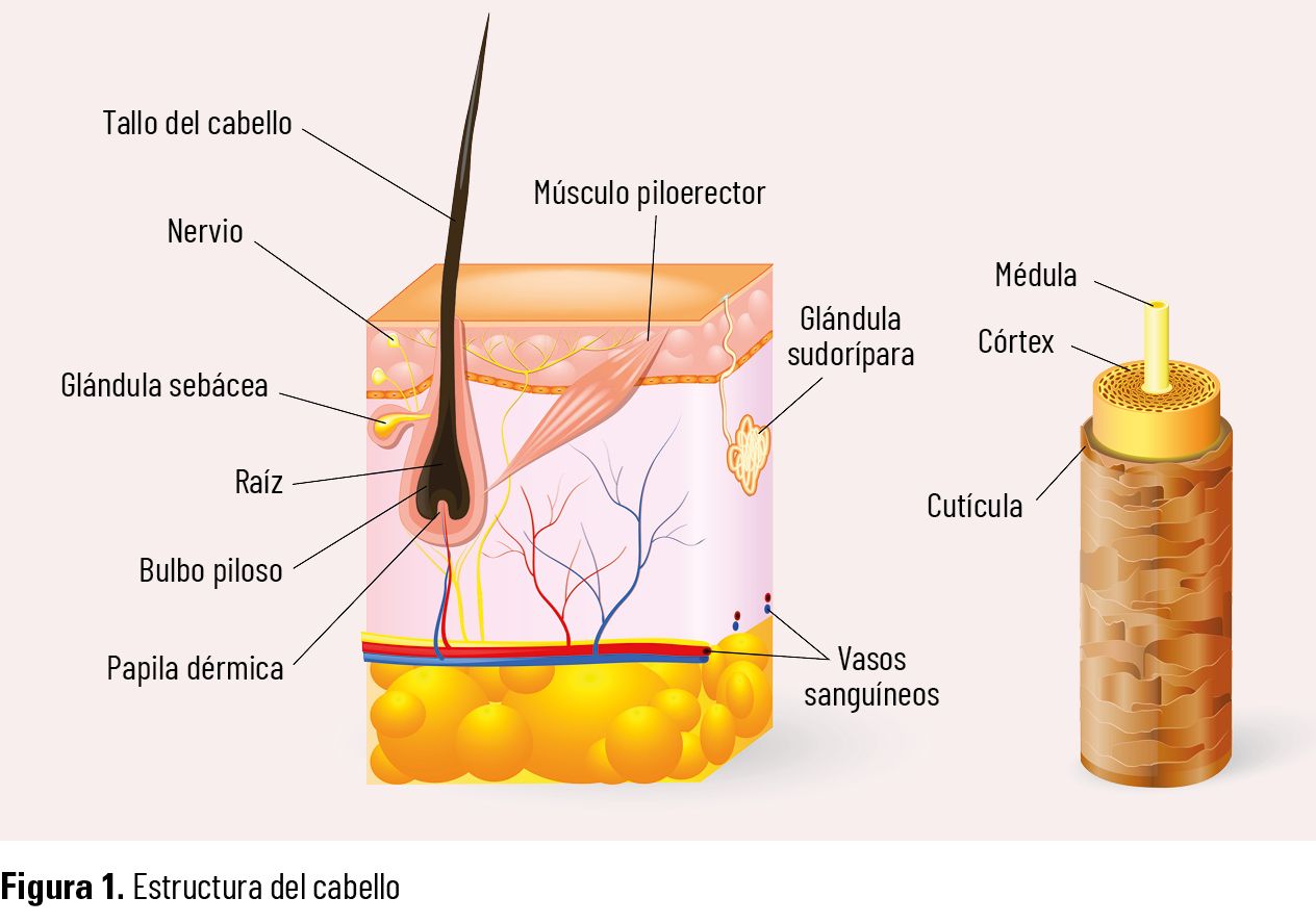 31 EF 626 TE INTERESA salud capilar figura 01 31 EF 626 TE INTERESA salud capilar figura 01