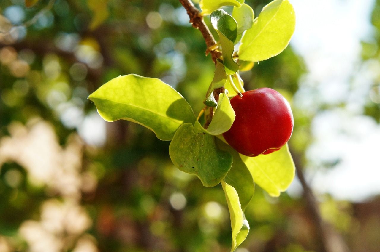 Acerola