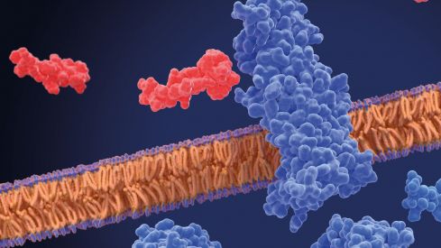 Semaglutida, el tratamiento en boca de todos para la diabetes tipo 2 