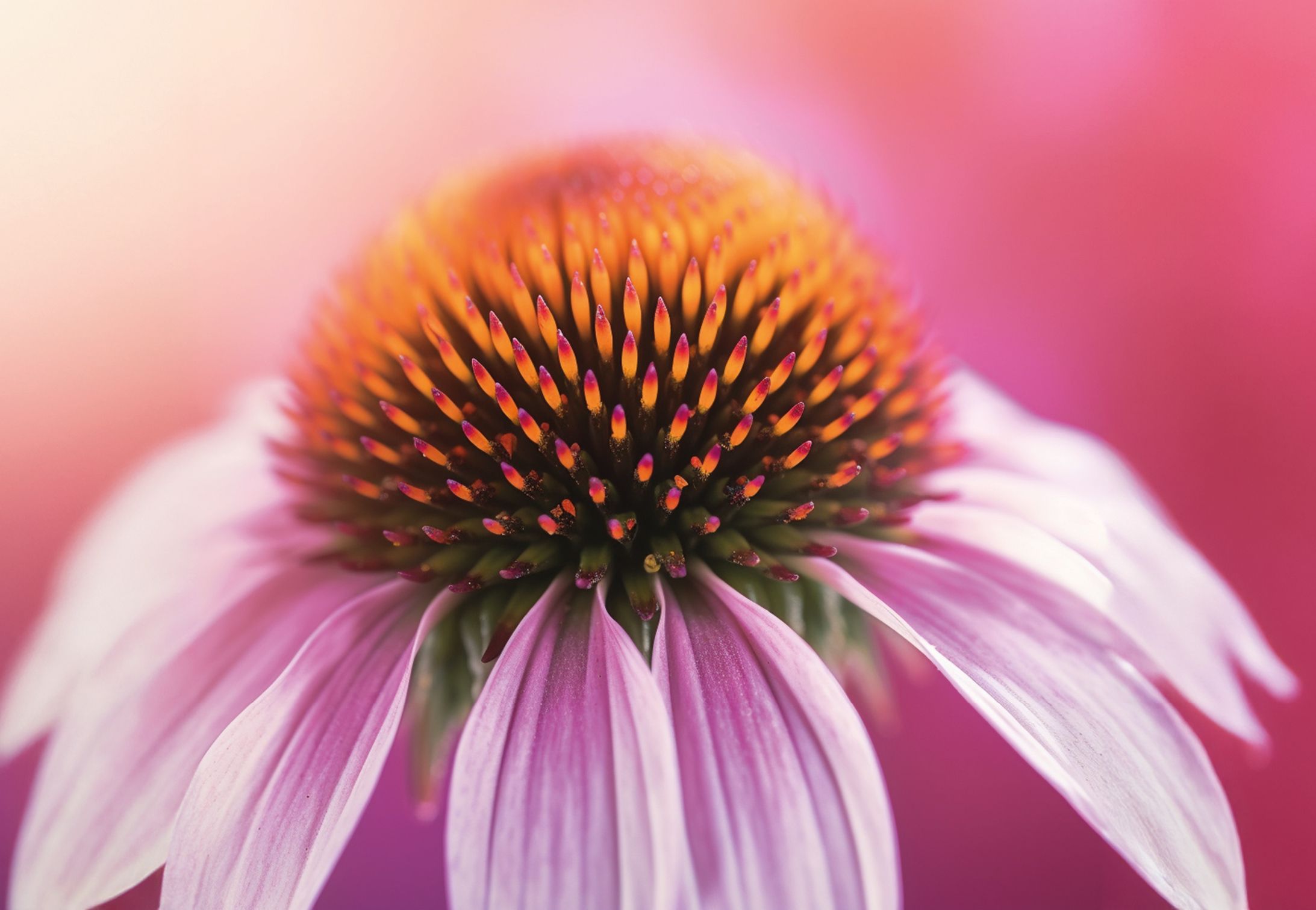 Echinacea previene la infección respiratoria y reduce el uso de antibióticos