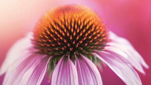 Echinacea previene la infección respiratoria y reduce el uso de antibióticos