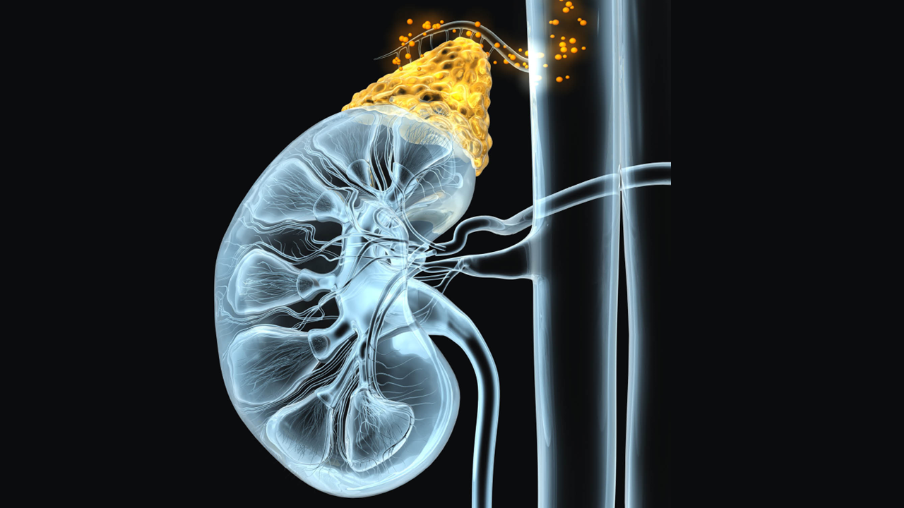 Cortisol e inflamación: elementos esenciales para la supervivencia