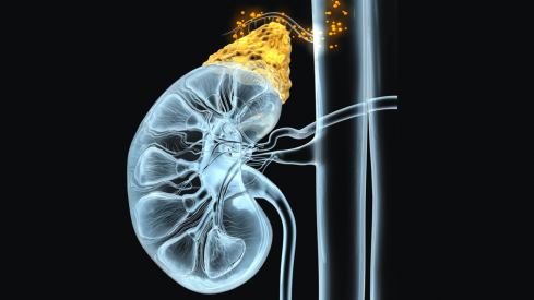 Cortisol e inflamación: elementos esenciales para la supervivencia