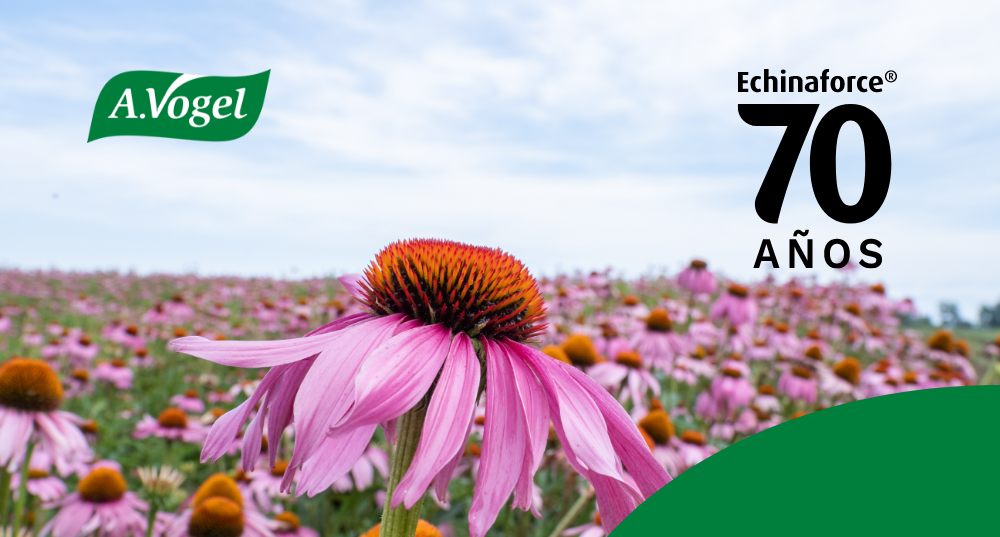 Echinaforce® celebra su 70 aniversario