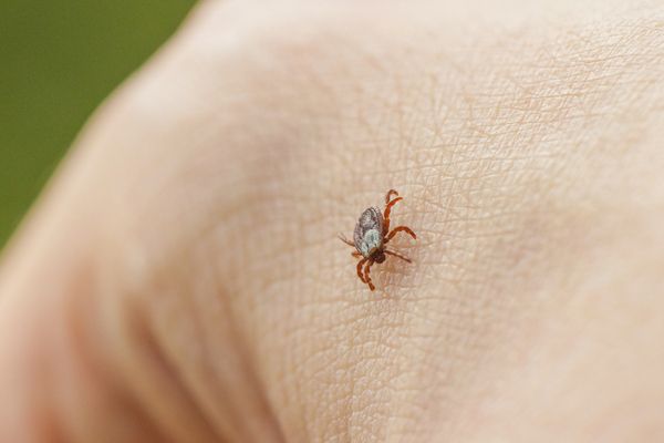 Cómo prevenir y actuar ante las picaduras de garrapatas y otros insectos en primavera