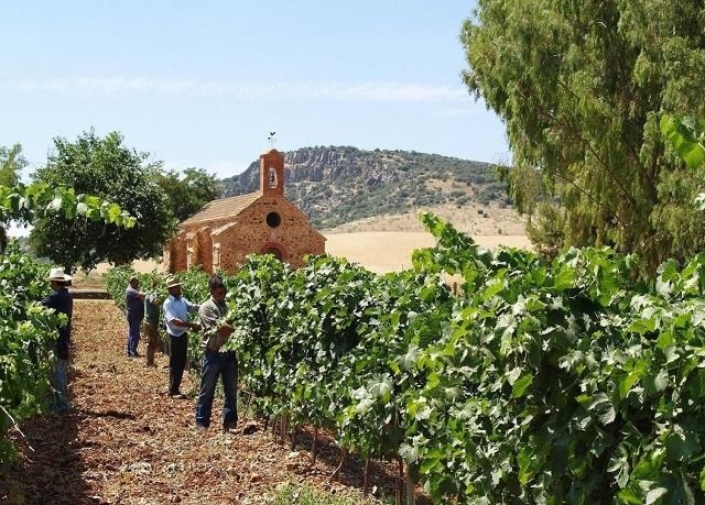 Encomienda de Cervera, vinos con alto índice de polifenoles