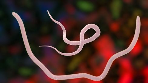 Auranofina: de antirreumático a antiparasitario