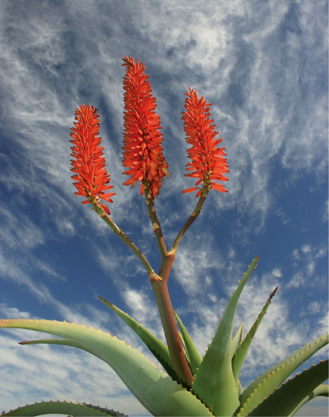Áloe del Cabo (Aloe ferox)