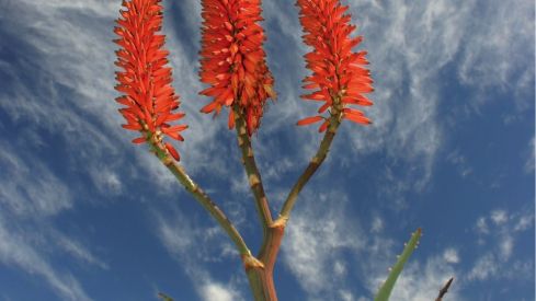 Áloe del Cabo (Aloe ferox)