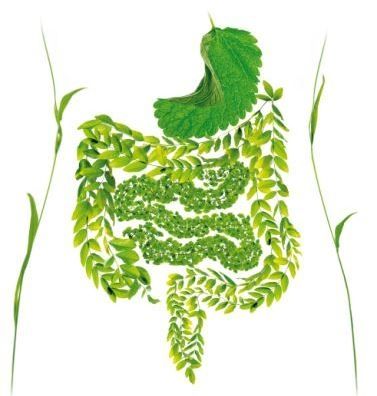 Nueva campaña de Apoteca Natura: «Estómago e intestino centro de tu salud»