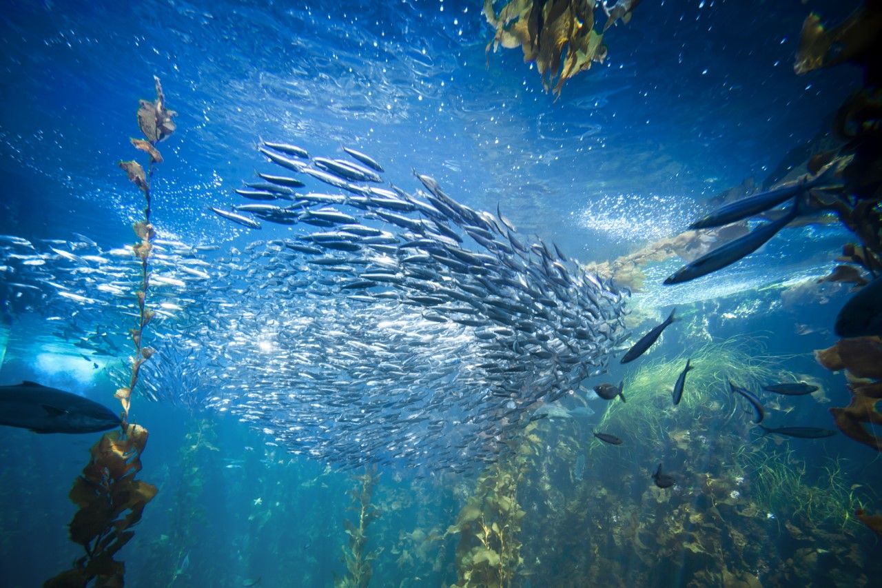 Colágeno Peptan Marine