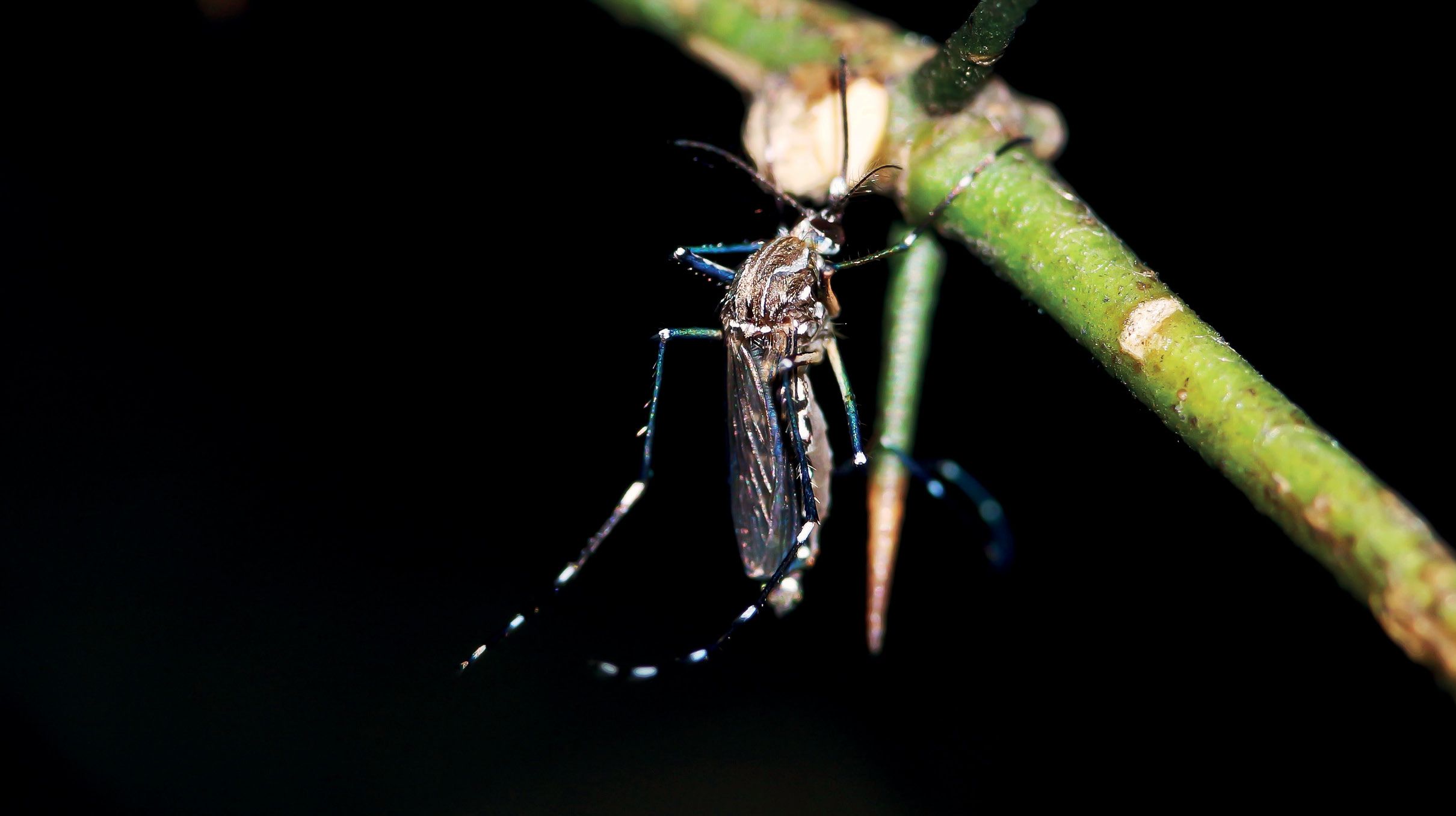 Evitando la mordedura del «tigre»: repelentes de insectos