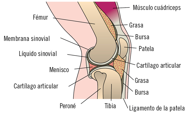 Figura 4. Anatomía de la rodilla