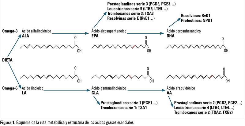 Cetosis bovina acidos grasos no esterificados hepatocito dos rutas